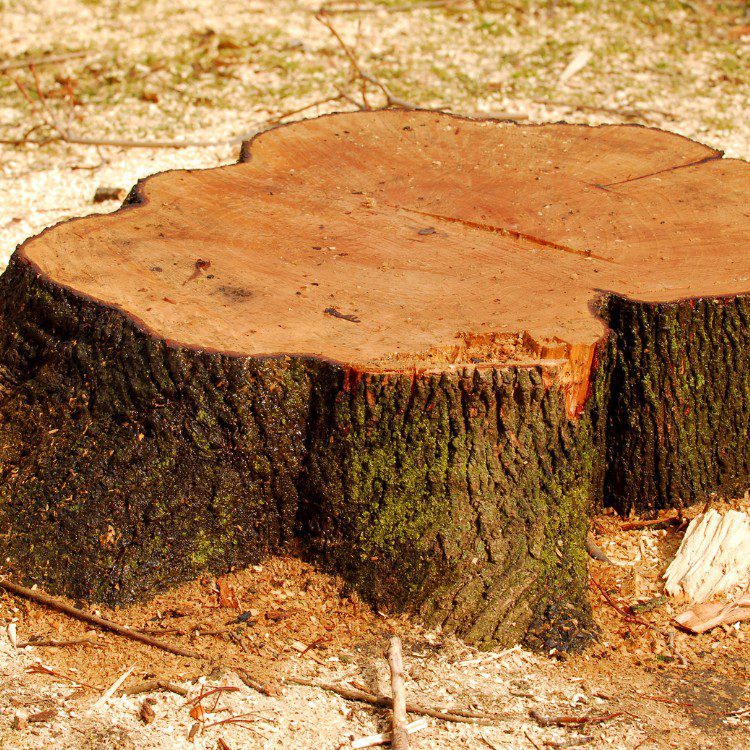 Tree services in Niles, MI