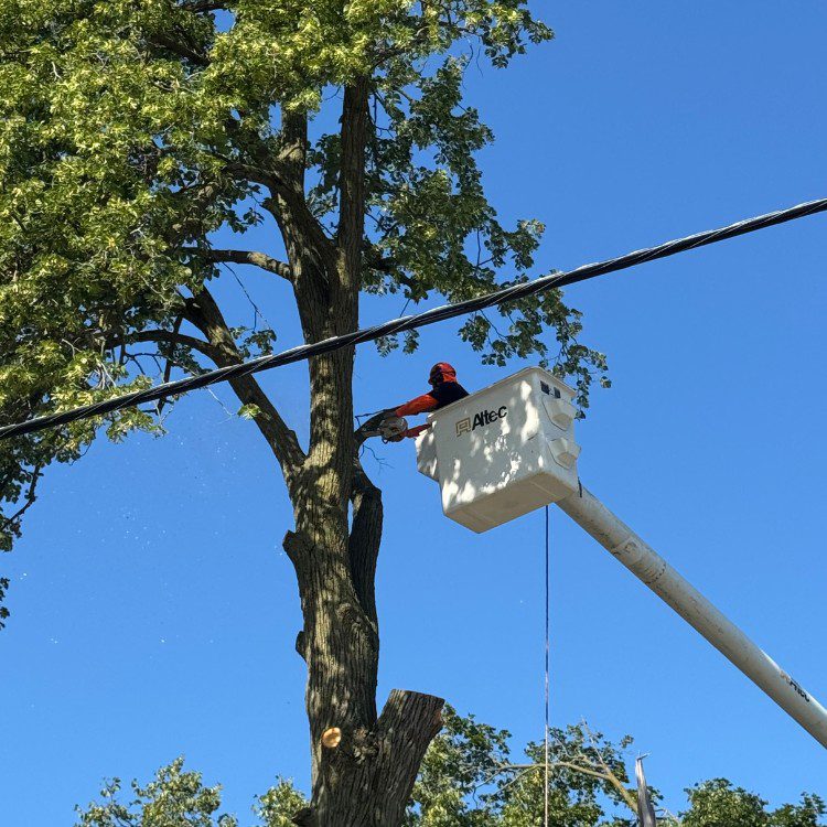 Tree services in Niles, MI