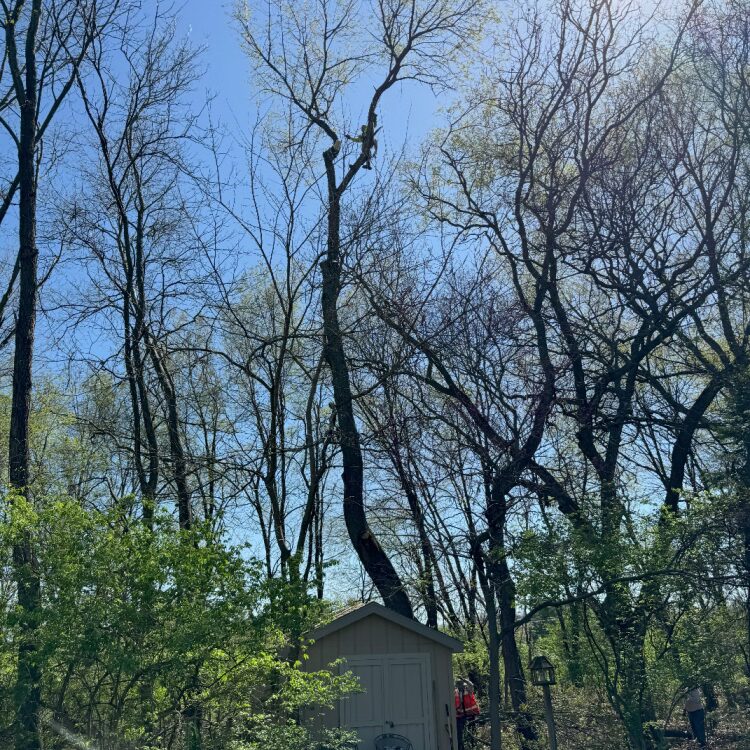 Tree services in Niles, MI