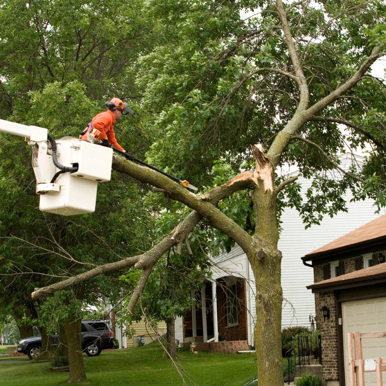 Tree services in Niles, MI