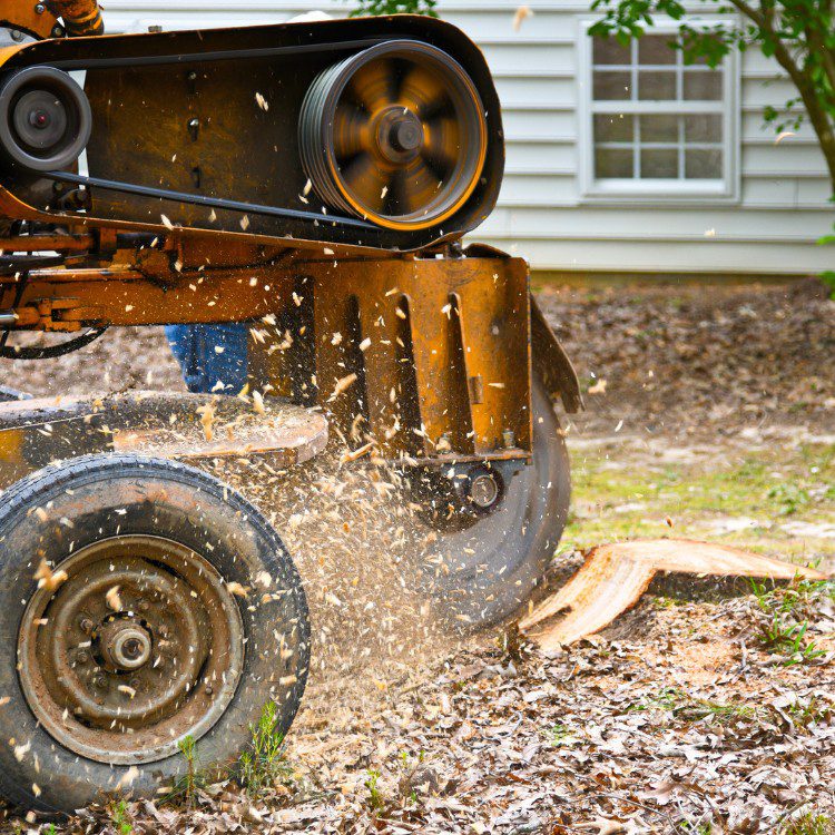 Tree services in Niles, MI