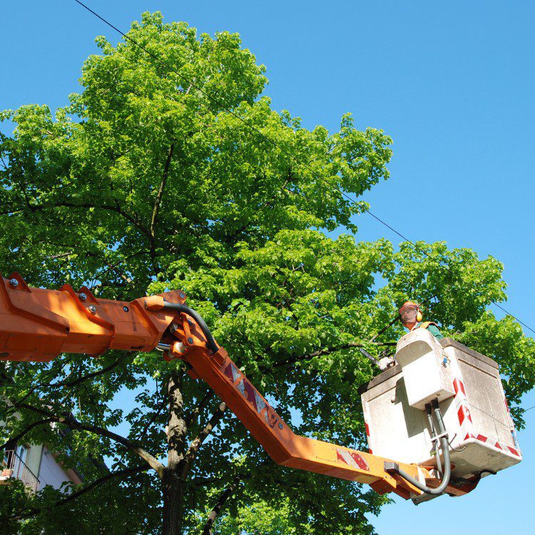 Tree services in Niles, MI