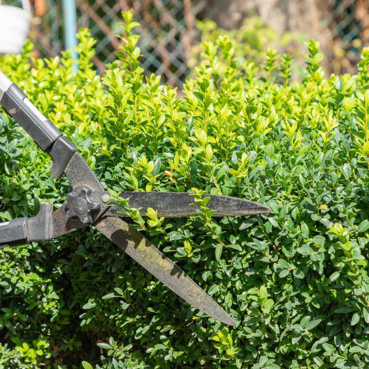Tree services in Niles, MI Tree services in Niles, MI