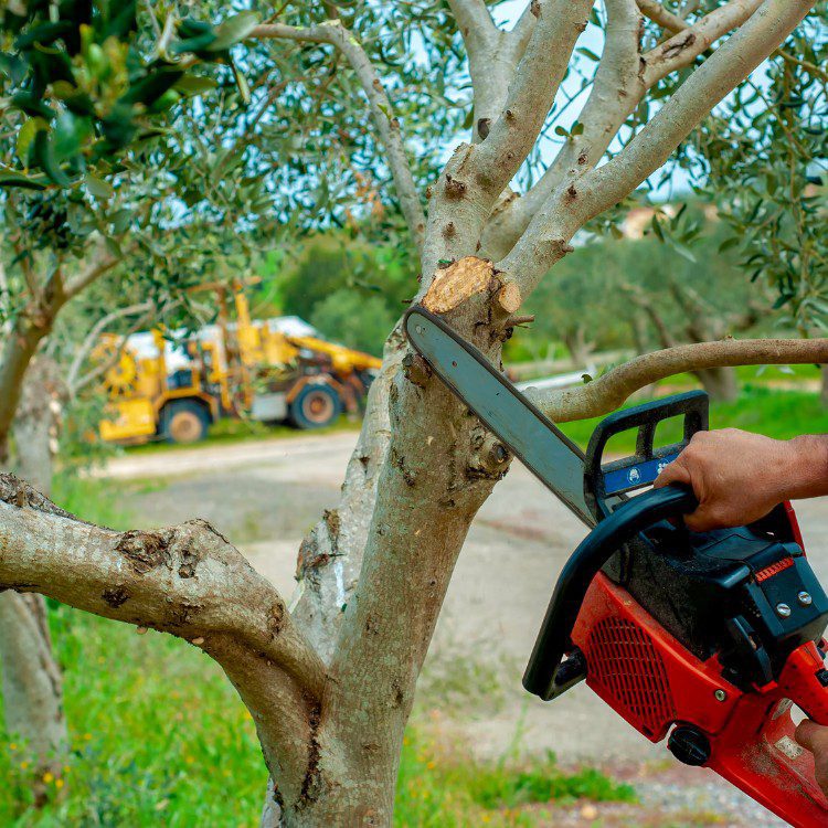 Tree services in Niles, MI