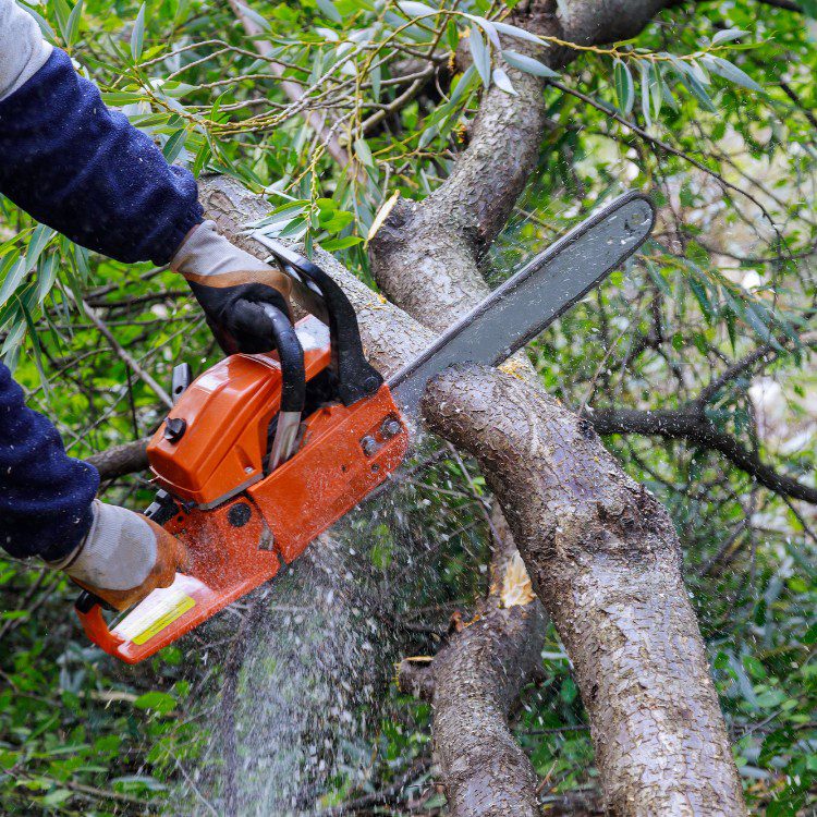 Tree services in Niles, MI