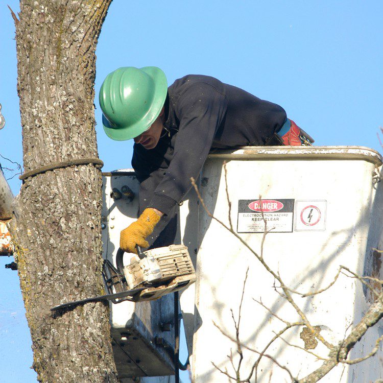 Tree services in Niles, MI