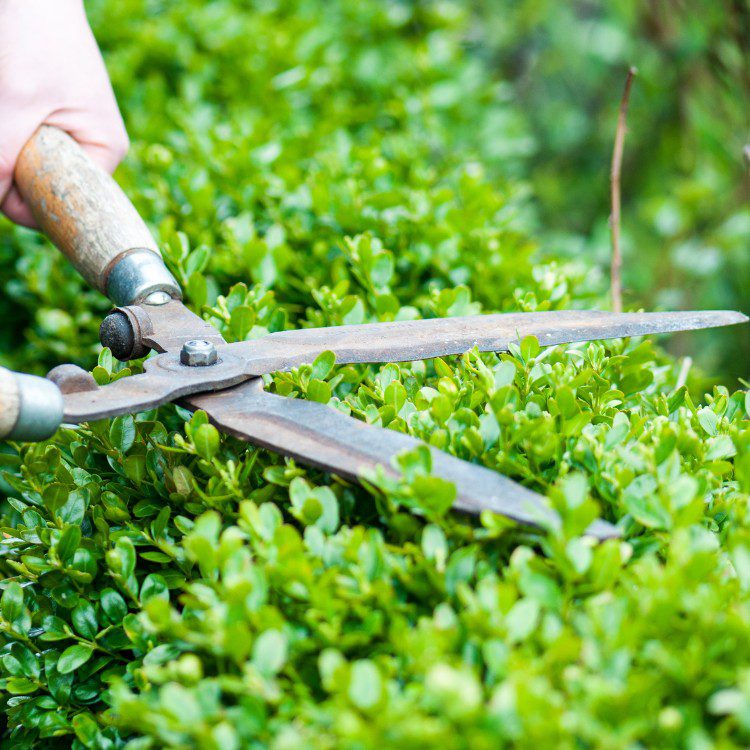 Tree services in Niles, MI