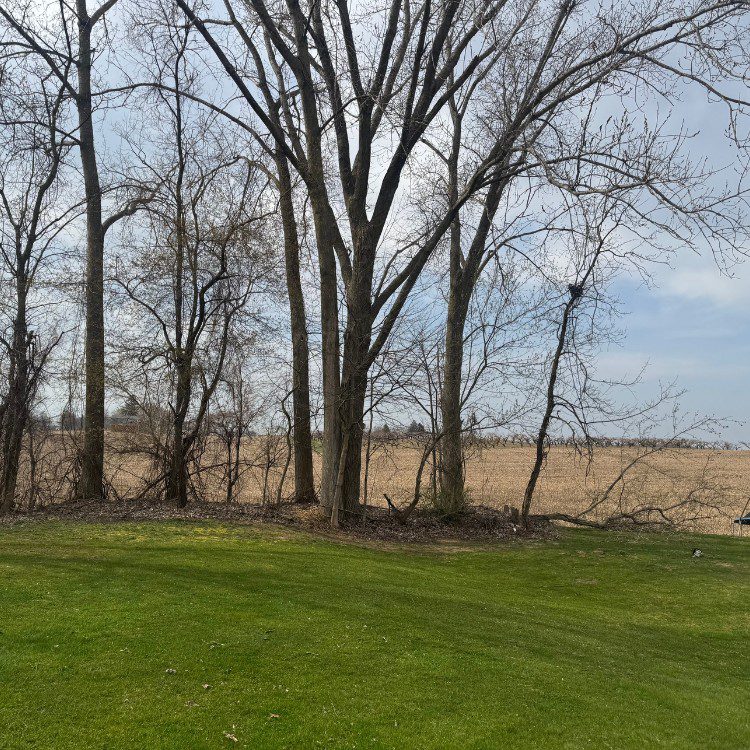 Tree services in Niles, MI