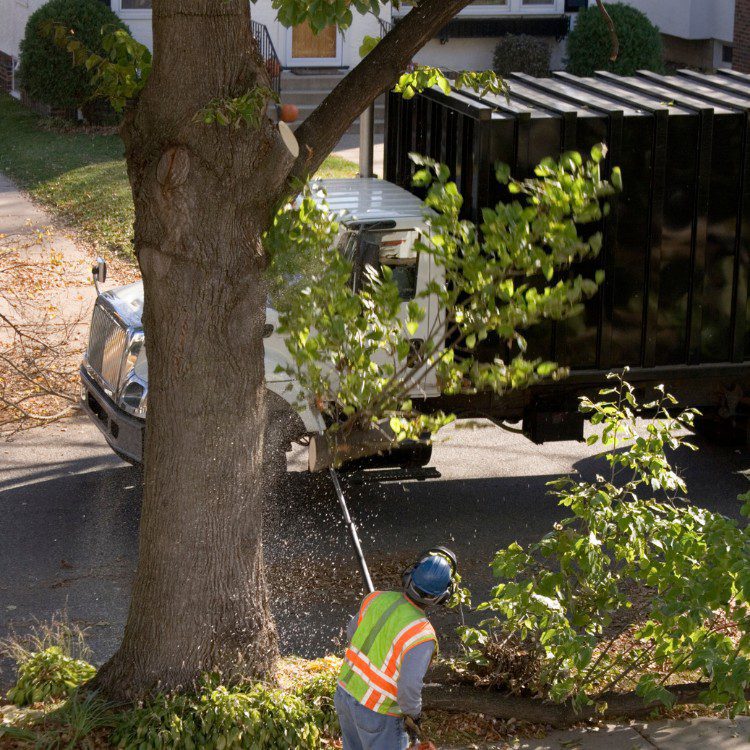 Tree services in Niles, MI