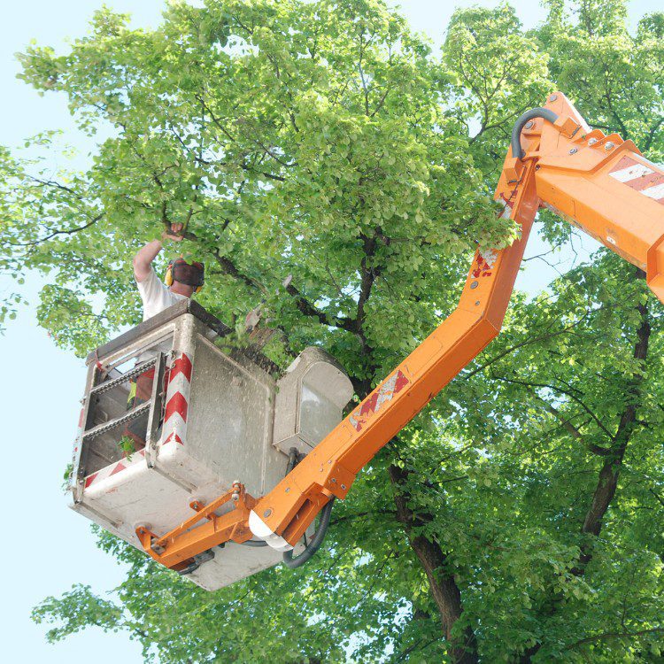 Tree services in Niles, MI