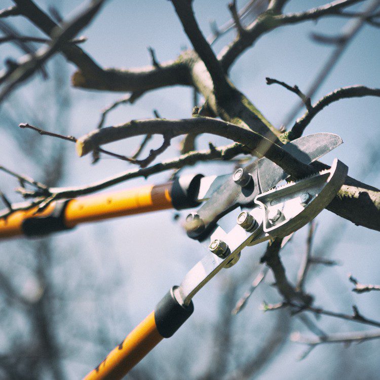 Tree services in Niles, MI